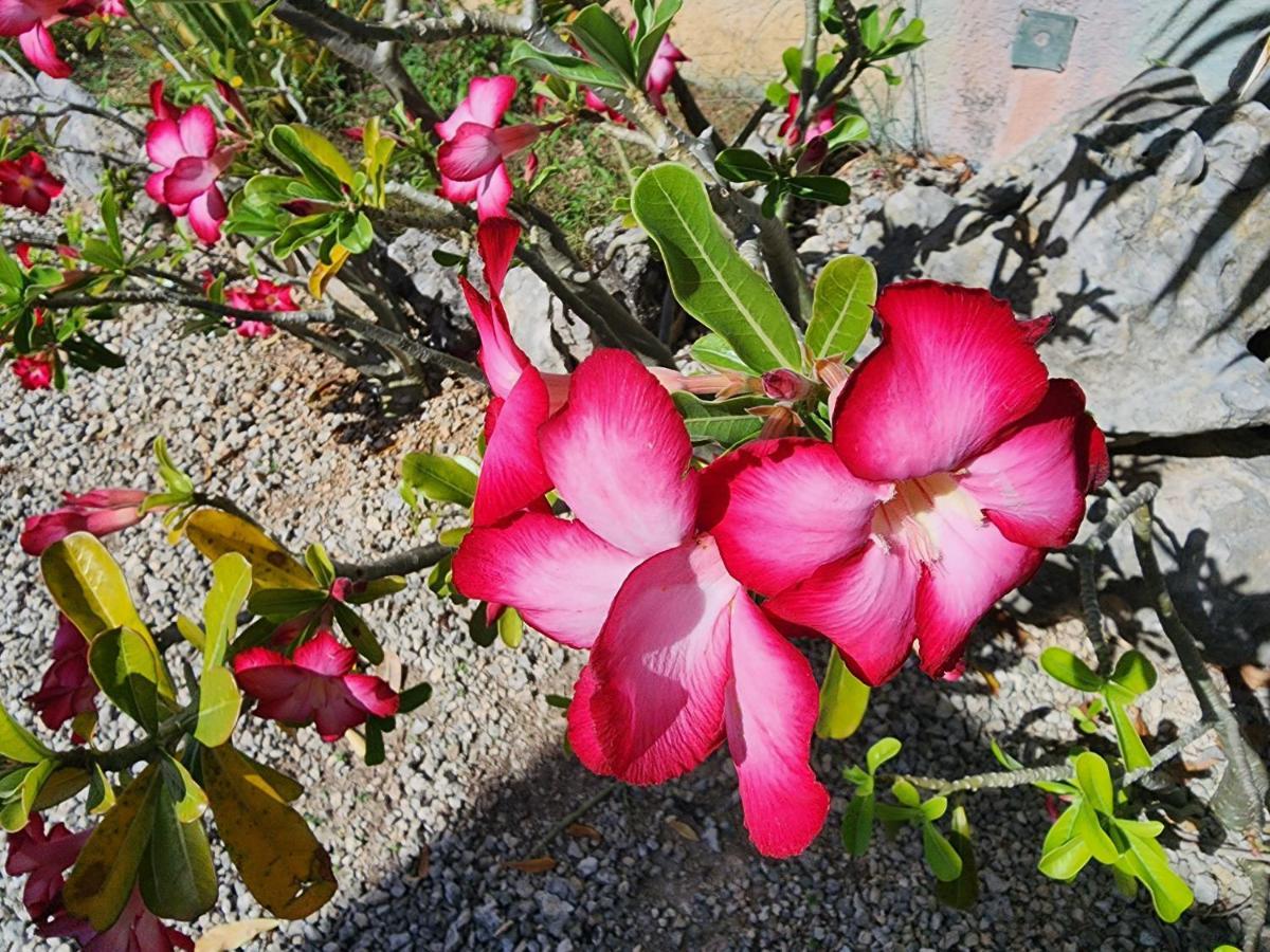 Myoli Wellness & Happiness Bnb Playa del Carmen Exterior photo